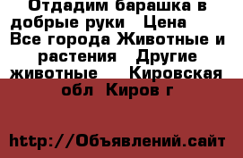 Отдадим барашка в добрые руки › Цена ­ 1 - Все города Животные и растения » Другие животные   . Кировская обл.,Киров г.